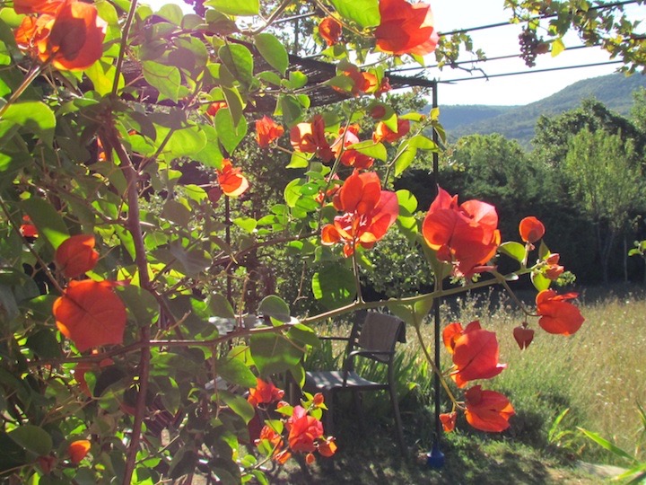 Bougainville bij de voordeur