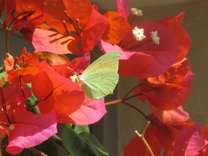 Citroenvlinder op de bougainville