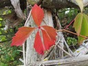 herfst in aantocht small med