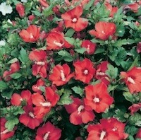 In het rood