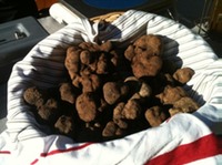 Truffels inde ochtendzon